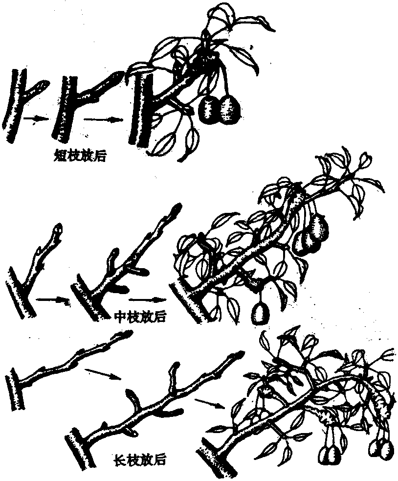 長(zhǎng)放